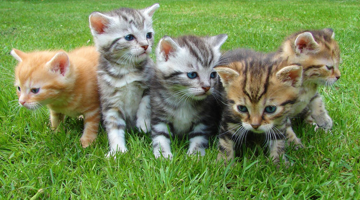 Detect Cat Breed In Images Without Any Problems Using An API