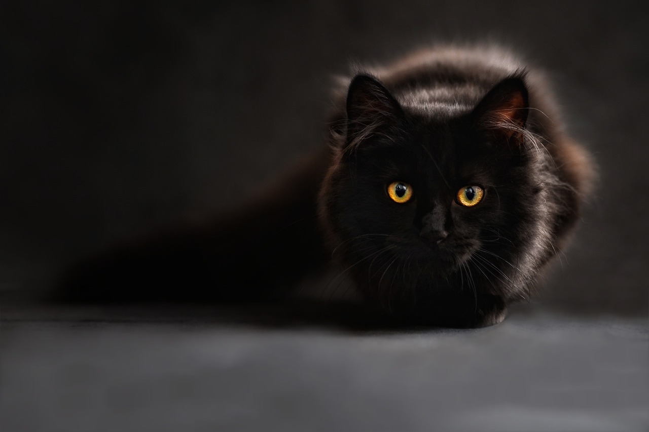 The Most Amazing Cat Breed Recognition API You Can Try Right Now