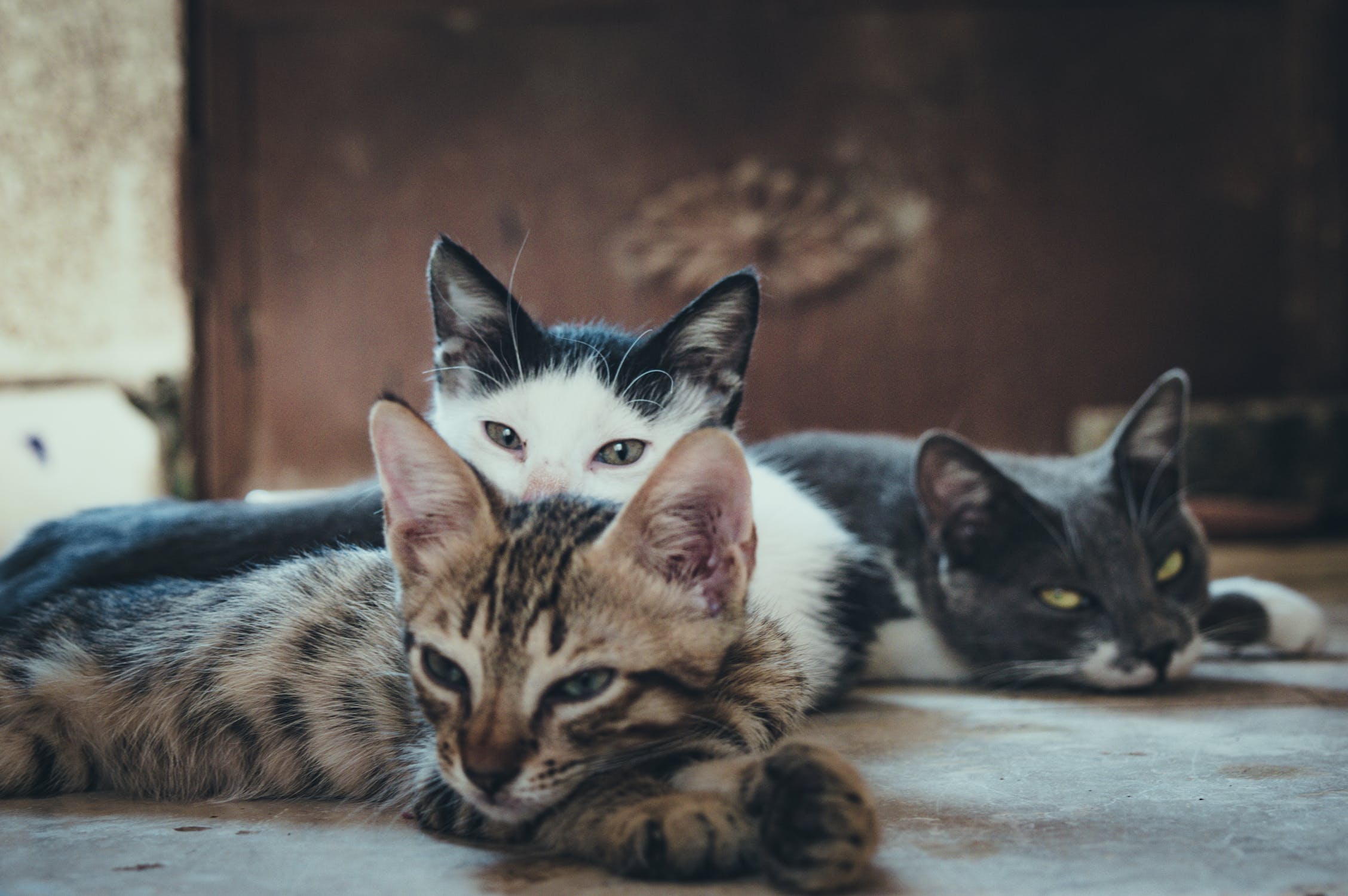 3 Most Popular APIs For Detecting Cats In Images And Their Breed