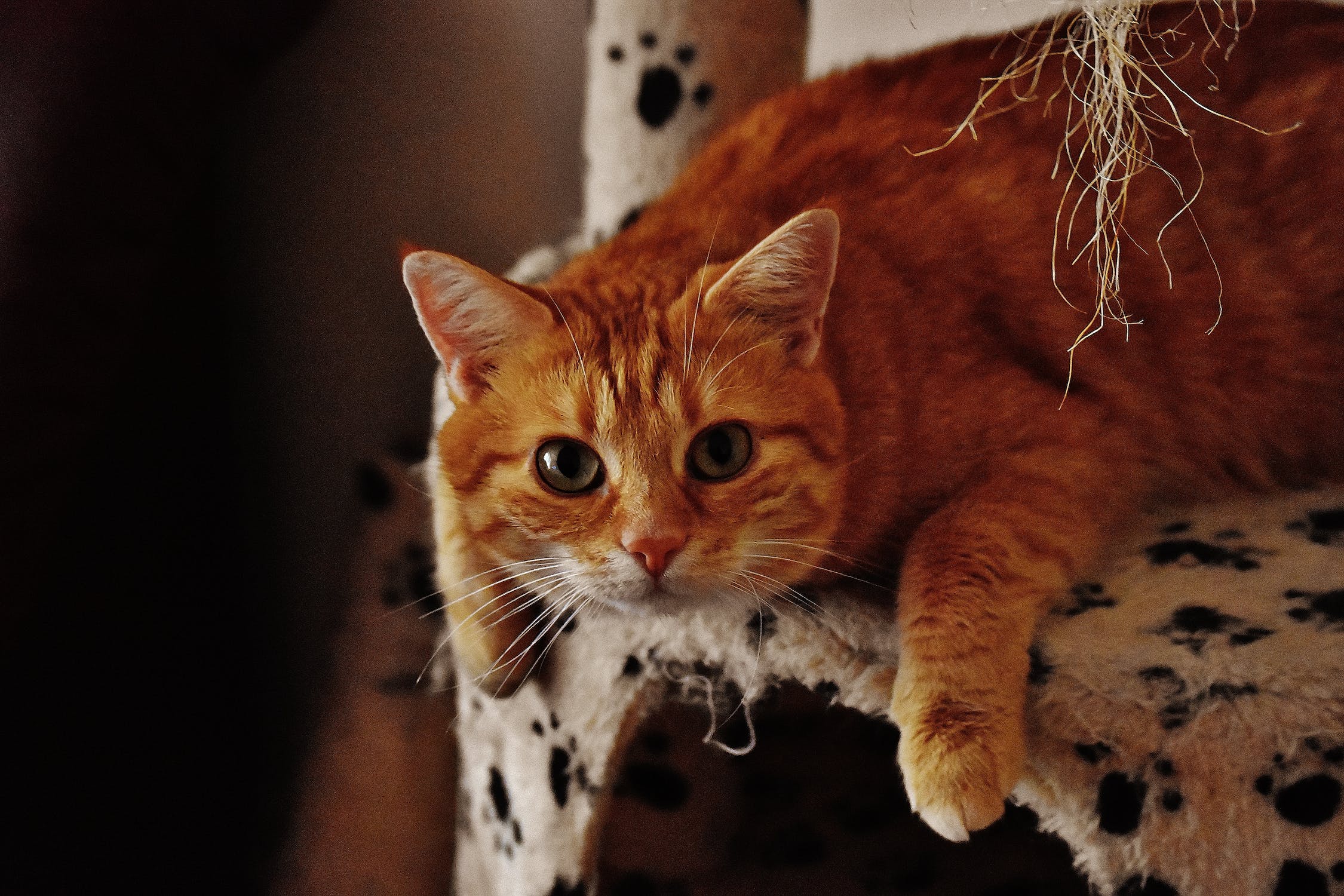 Get Started With Cat Breed Recognition APIs And Obtain Useful Results