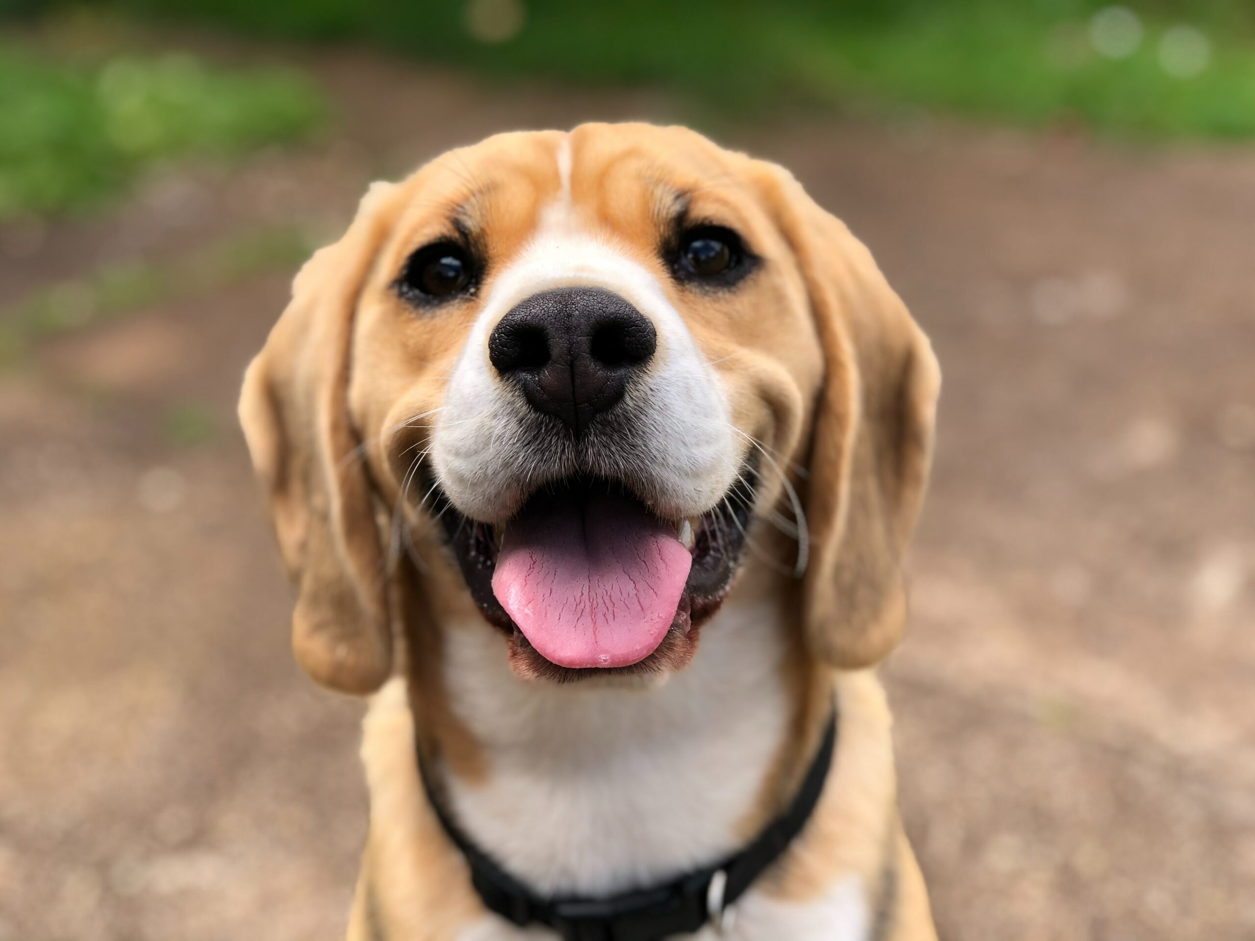 How Bloggers Can Benefit From Using An API For Dog Breed Information