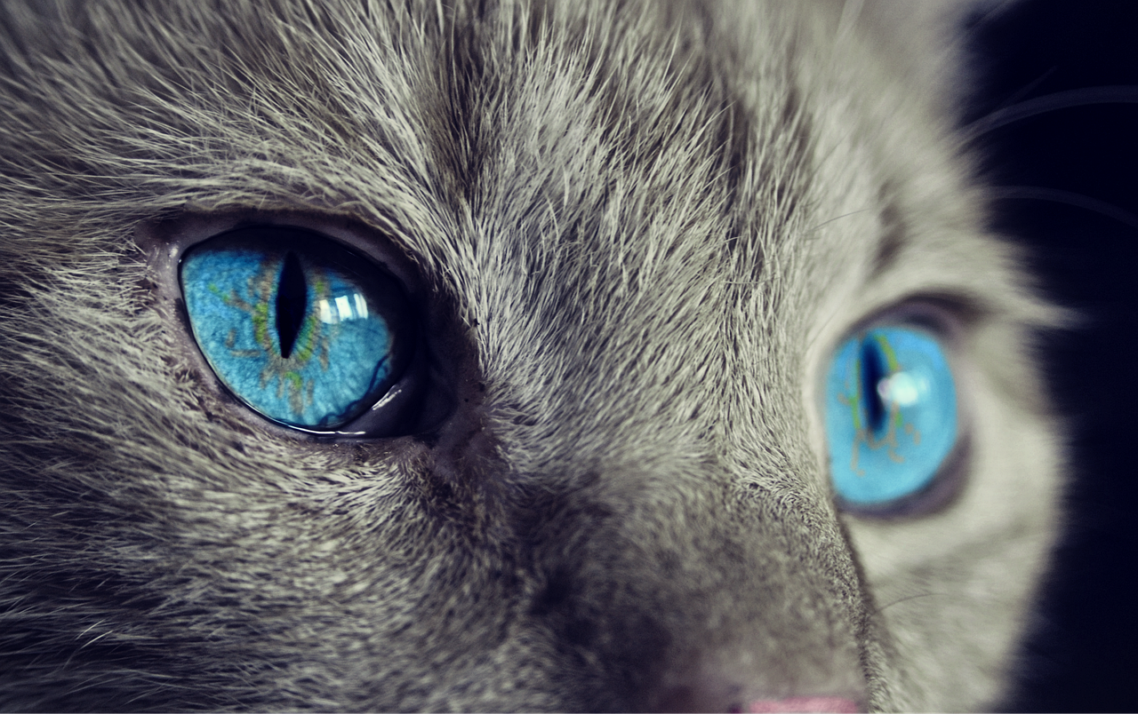 The Most Powerful Cat Breed Classification API On The Market