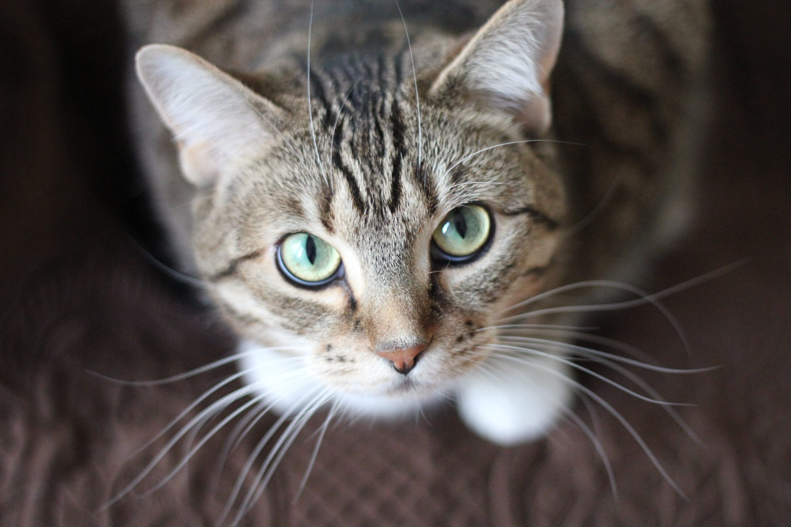 Differentiating Cat Breeds By Physical Characteristics Using This API