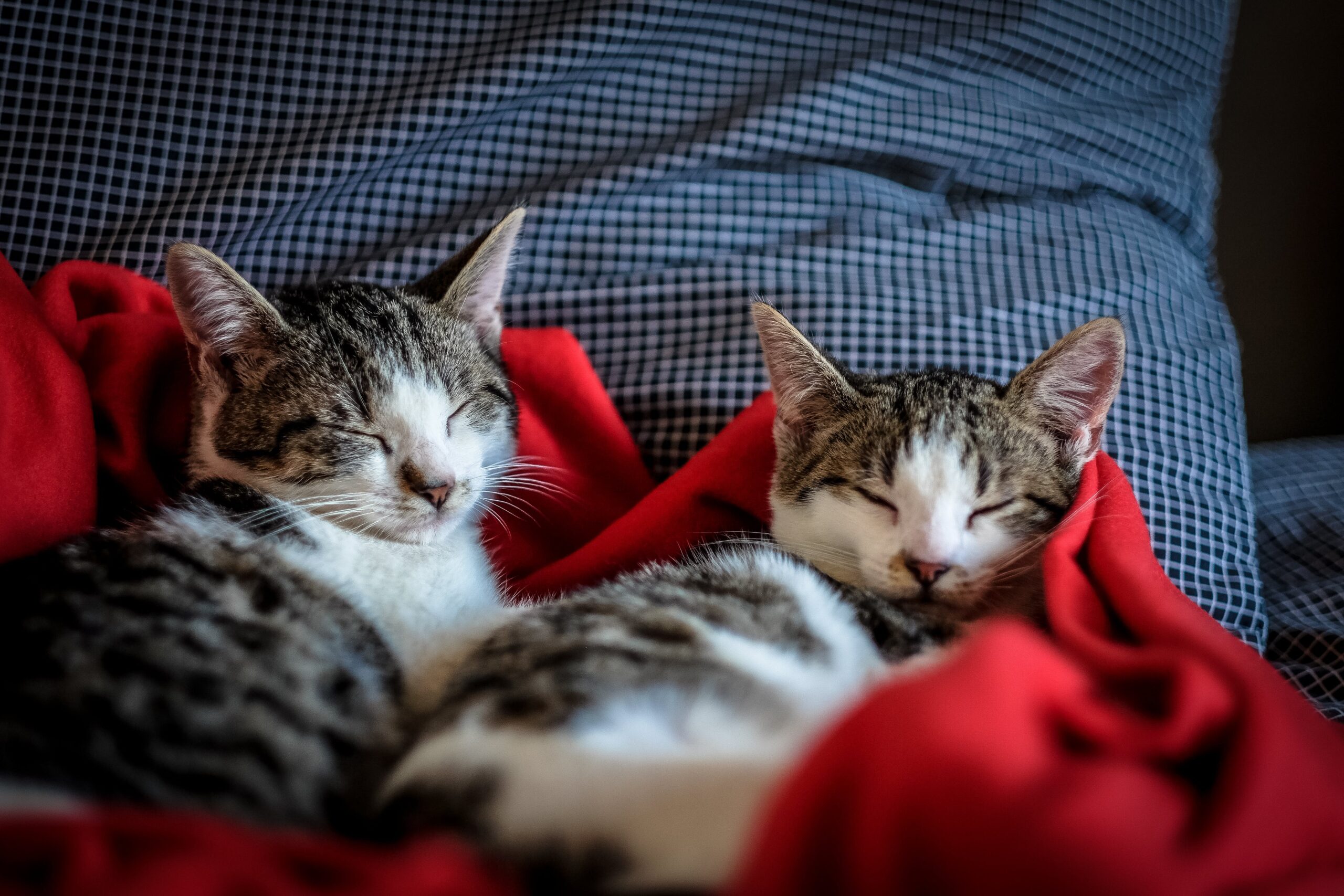 Identifying Your Cat Breed Using This Classification API