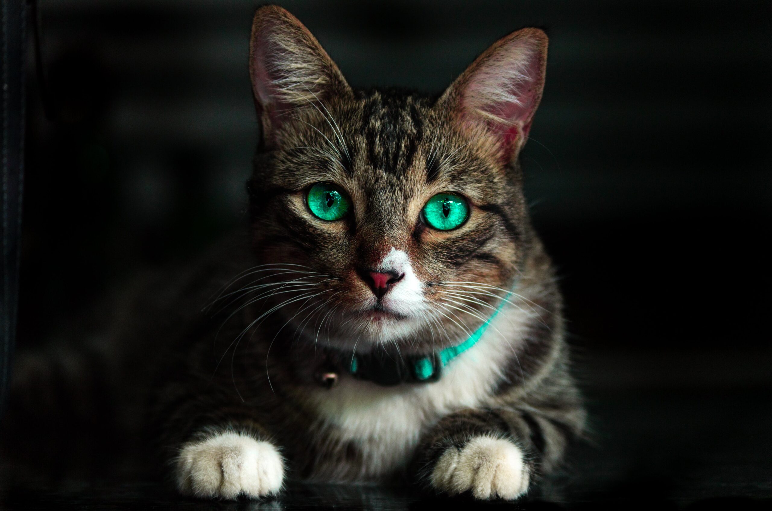 Use This API To Detect Cat In Photos And Recognize Their Breed