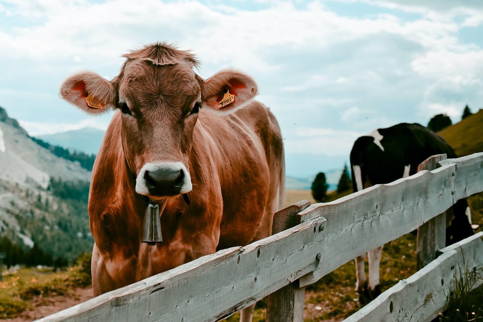 Saddle Up For Success Using An API: Live Cattle Apr 2024
